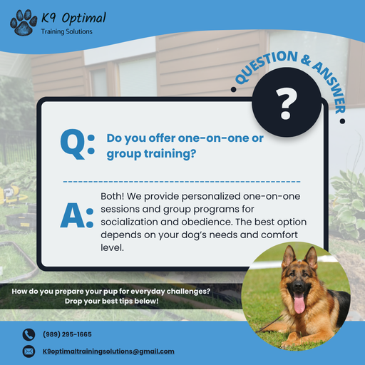 Dog obedience training
