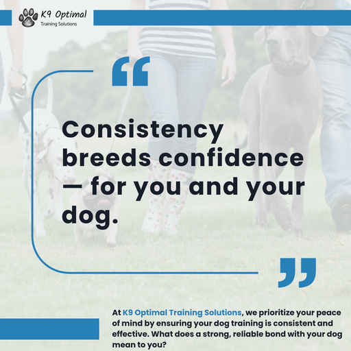 Dog training session