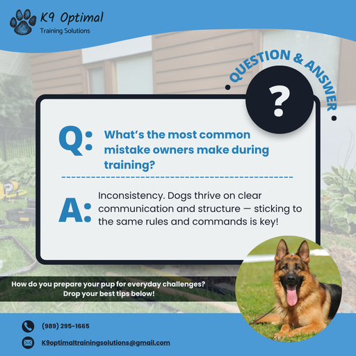 Puppy class in Midland MI