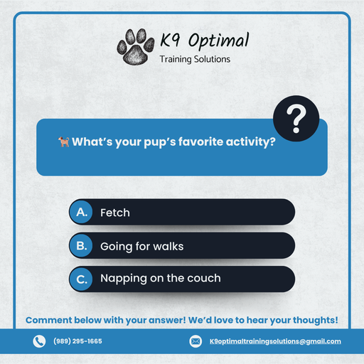 Obedience Training Midland MI