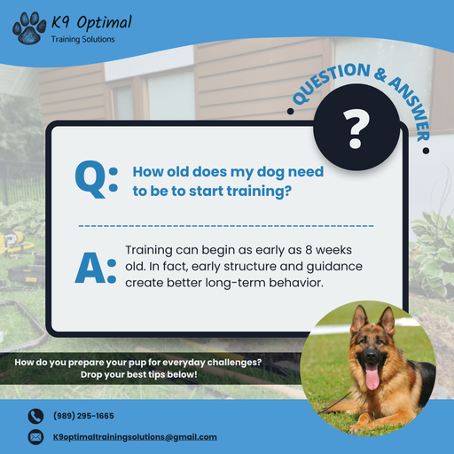 Make May Marvelous: Transform Your Dog’s Behavior with K9 Optimal Training Solutions in Midland, MI 2 Happy dog and owner