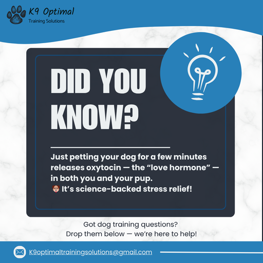 Dog training in Midland MI