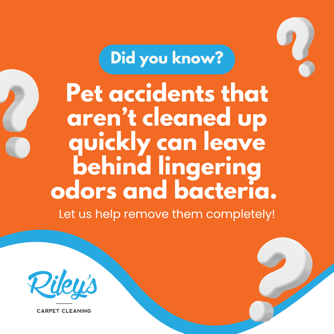 Upholstery Cleaning